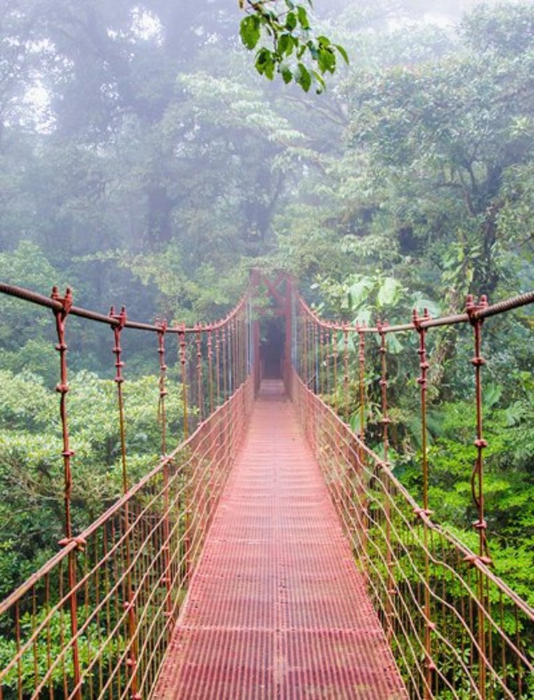 Eine Brücke im Dschungel von Monteverde, Costa Rica, umgeben von üppigem Grün und tropischen Pflanzen.
