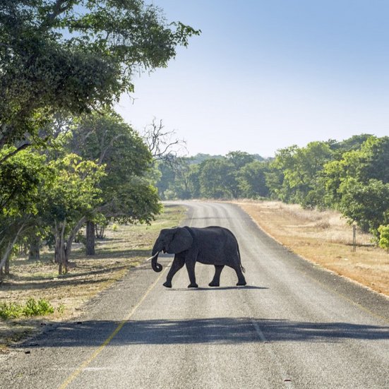  Ein majestätischer Elefant spaziert auf einer Strasse in Botswana, umgeben von der Natur.