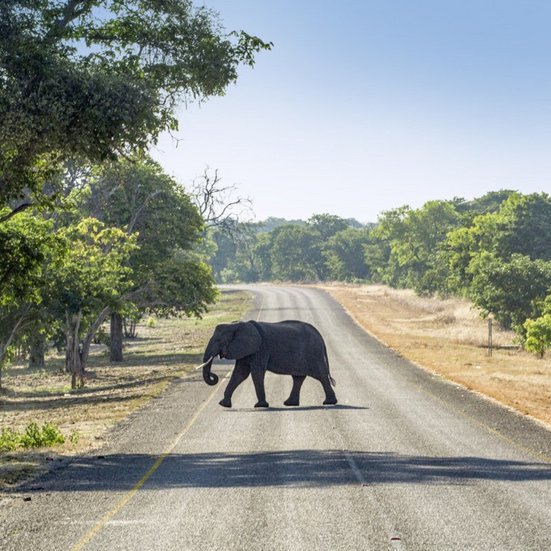  Ein majestätischer Elefant spaziert auf einer Strasse in Botswana, umgeben von der Natur.