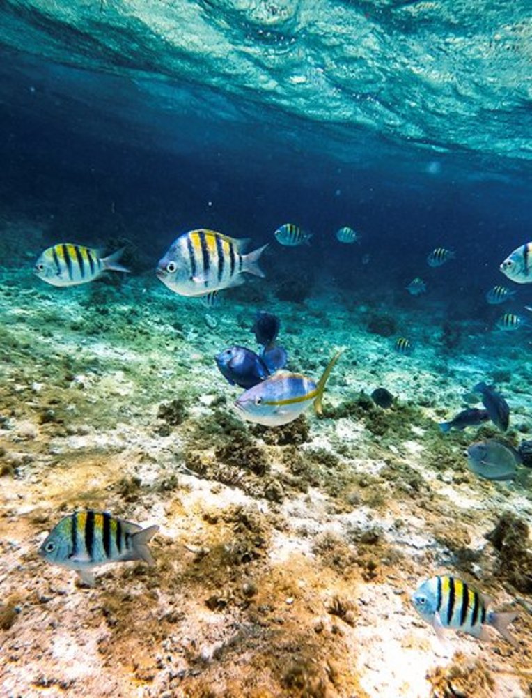 Eine Gruppe von Fischen schwimmt im klaren Wasser der Dominikanischen Republik.