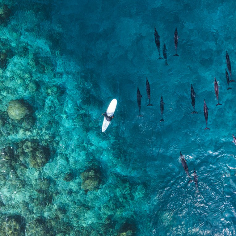 aerial view mit Surfer im weiten Meer, welcher mit Delfinen surft