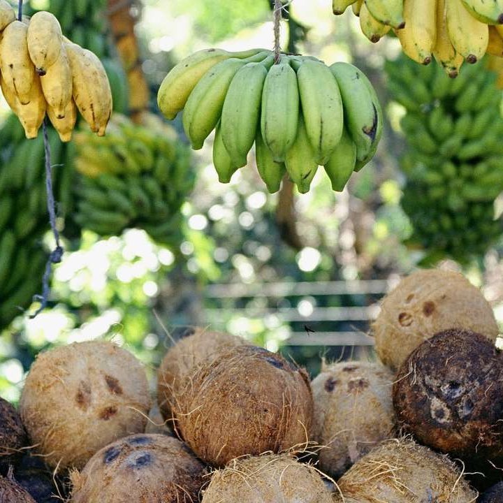 Bananen hängen in Jamaika an einem Baum, umgeben von üppigem Grün und der warmen Karibiksonne.