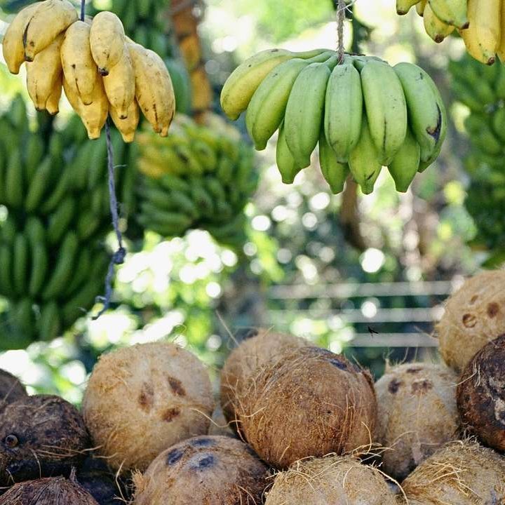 Des bananes pendent d'un arbre en Jamaïque, entourées d'une végétation luxuriante sous le soleil chaud des Caraïbes.