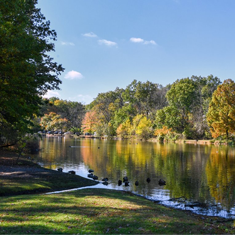 Un parc à NYC avec un lac paisible et des arbres verdoyants en arrière-plan.