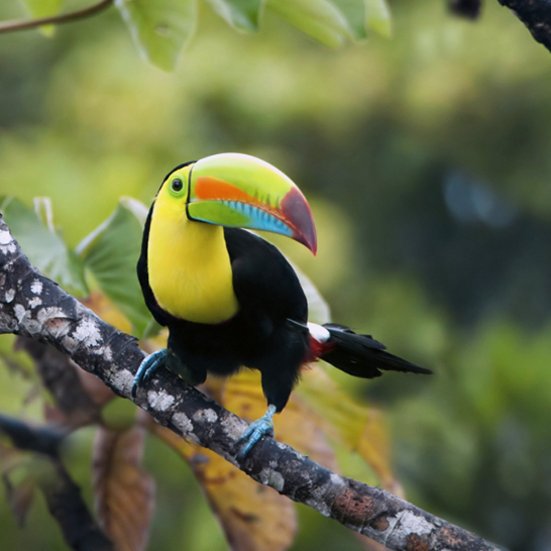 Ein Tukan sitzt auf einem Baumast in Costa Rica, umgeben von üppigem Grün.