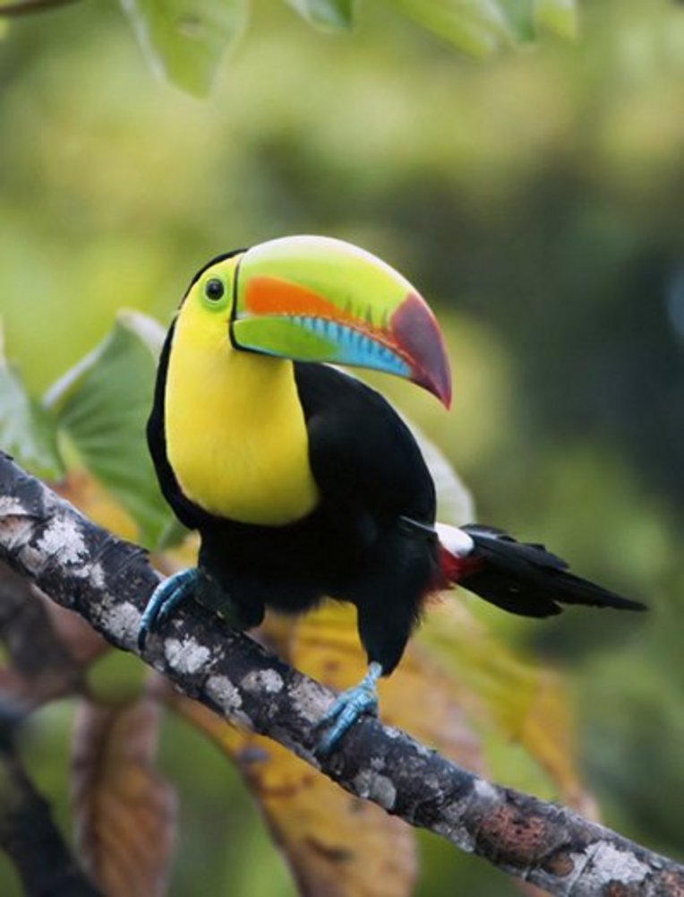Ein Tukan sitzt auf einem Baumast in Costa Rica, umgeben von üppigem Grün.