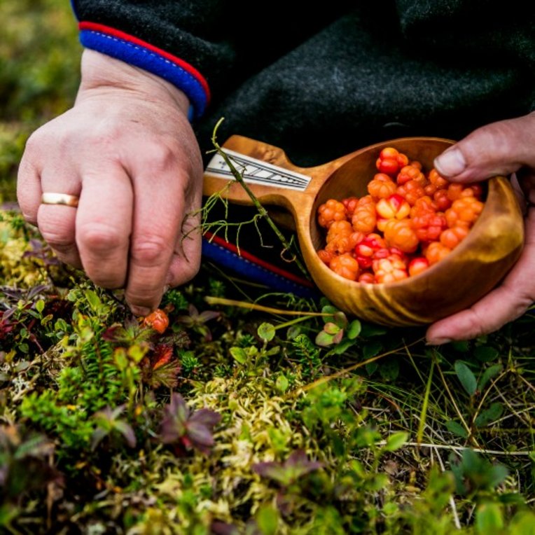 Hands picking cloudberries in the moss