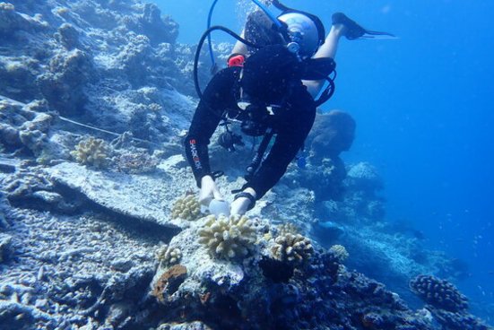 Le plongeur vérifie l'état de santé du corail sous l'eau.