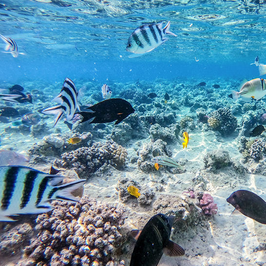 Un groupe de poissons nageant dans la mer Rouge, créant un spectacle coloré sous l'eau.