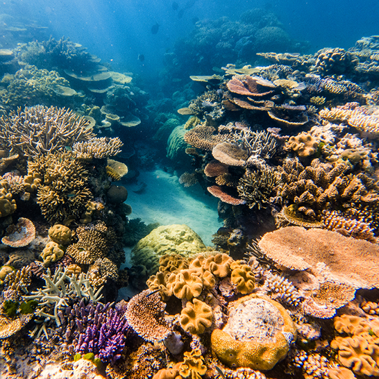 Vue sous‑marine d’un récif corallien de la Grande Barrière de corail, présentant des coraux variés et colorés, illuminés par la lumière filtrant à travers une eau claire.