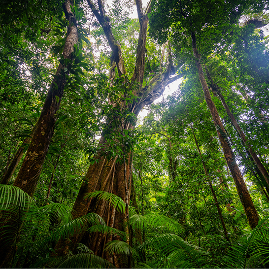Forêt tropicale dense de Daintree avec de grands arbres couverts de mousse, une végétation luxuriante, des fougères et des rayons de soleil filtrant à travers la canopée.