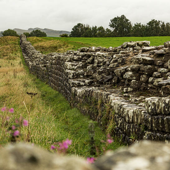 Hadrian’s Wall in grüner Hügellandschaft mit Wildblumen im Vordergrund.
