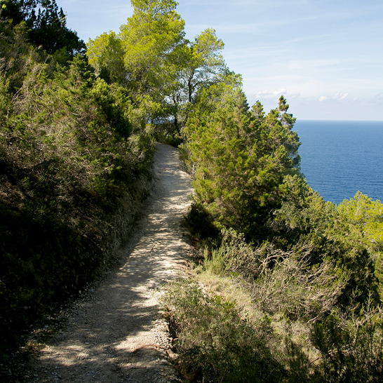 Schmaler Naturpfad in Es Amunts, umgeben von dichter mediterraner Vegetation, mit Blick auf das tiefblaue Meer unter klarem Himmel.