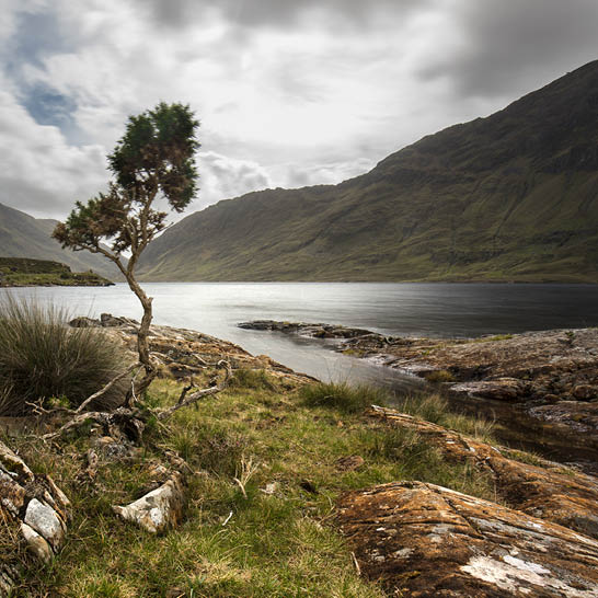 Connemara National Park mit See, Felsen, einsamem Baum und grünen Bergen unter Wolken.