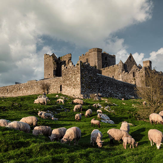 Rock of Cashel auf grüner Anhöhe mit alten Steinmauern und grasenden Schafen.