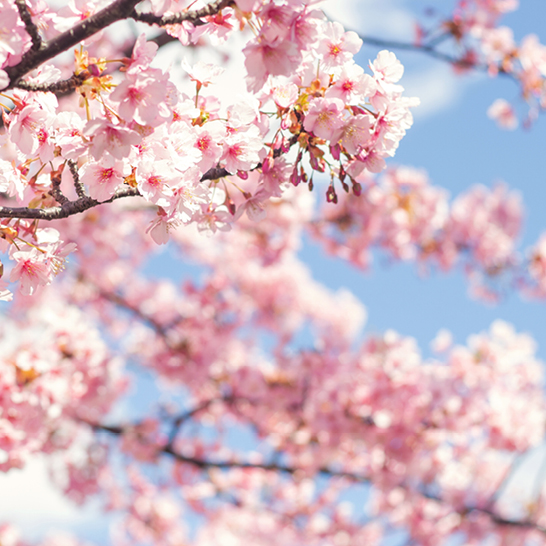 Gros plan sur un cerisier en fleurs, avec des pétales roses délicats, typique du printemps au Japon.