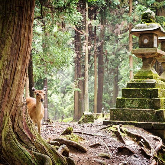 Un cerf se tient dans les bois à Nara, Japon, entouré d'arbres verdoyants et d'une ambiance paisible.