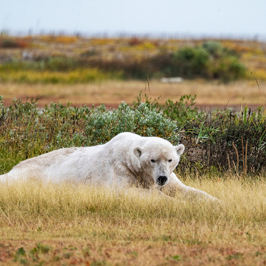 Eisbär in Churchill, Manitoba, der ausgestreckt im herbstlichen Tundragras liegt, umgeben von niedrigen Sträuchern.