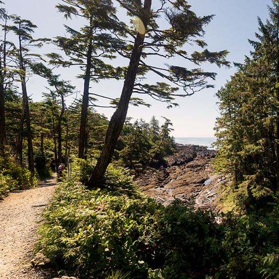 Küstenwanderweg auf Vancouver Island, gesäumt von hohen Nadelbäumen, mit Blick auf Felsen und den glitzernden Pazifik unter blauem Himmel.