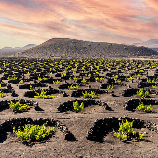 Les plantes du désert de La Geria, à Lanzarote, qui prospèrent dans cet environnement aride.