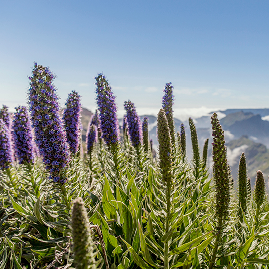 Paysage de montagnes avec des fleurs violettes qui ajoutent de la couleur.