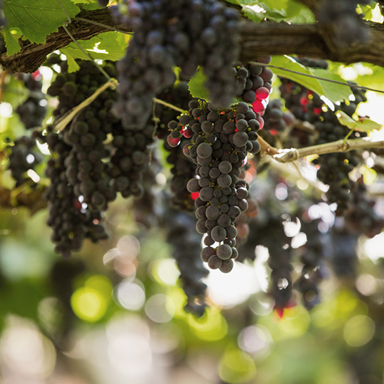 Vigne chargée de raisins noirs mûrs dans un paysage de vignoble verdoyant.