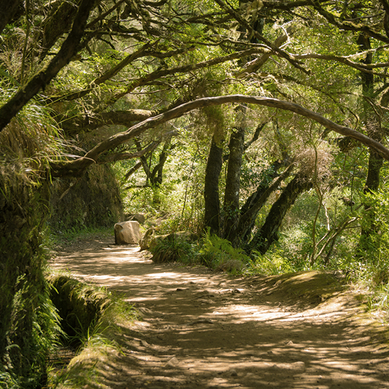 Un chemin sinueux à travers une forêt dense, entouré d'arbres verts et de lumière filtrant à travers les feuilles.
