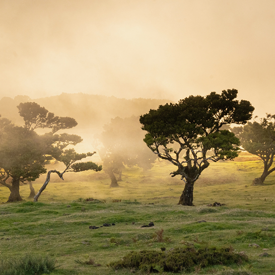 Une forêt brumeuse sur un champ de gazon, créant une ambiance mystique.