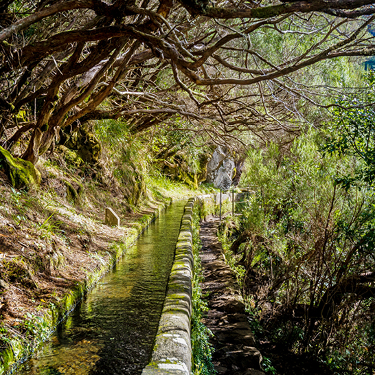 Un ruisseau étroit coulant au milieu d'arbres dans une forêt tranquille.