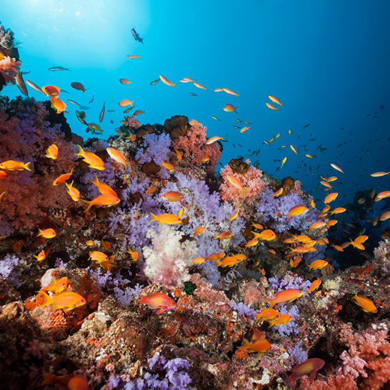 Lebhaftes Korallenriff mit einer Vielzahl an bunten Fischen, die durch das Wasser gleiten.