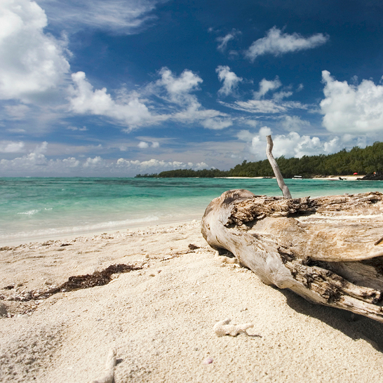 Baumstumpf am Strand von Mauritius, umgeben von feinem Sand und sanften Wellen im Hintergrund.