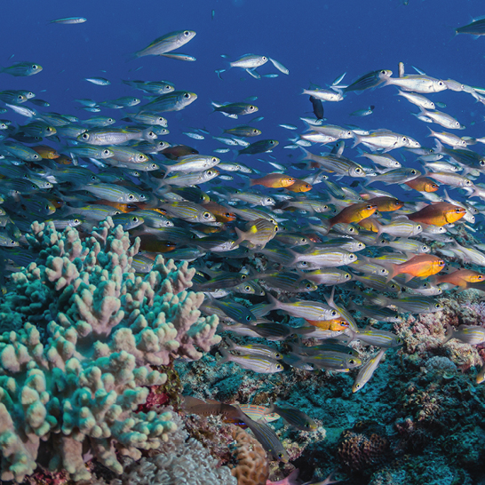 Viele Fische schwimmen über ein Korallenriff in Mauritius, das lebendige Farben und eine reiche Unterwasserwelt zeigt.