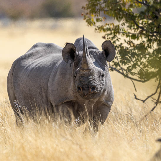 Nashorn mit zwei Hörnern steht im trockenen Gras des Etosha‑Nationalparks, teilweise im Schatten eines Baumes.