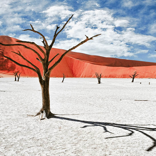 Dürrer Baum auf heller Lehmpfanne vor hohen orangefarbenen Dünen im Sossusvlei unter blauem Himmel.