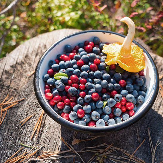  Eine Schüssel mit frischen Beeren, serviert in einem nordischen Restaurant in Norwegen.