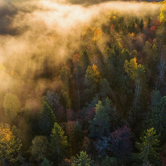 Luftaufnahme eines nebligen Waldes im Herbst, der die unberührte Natur Norwegens zeigt.
