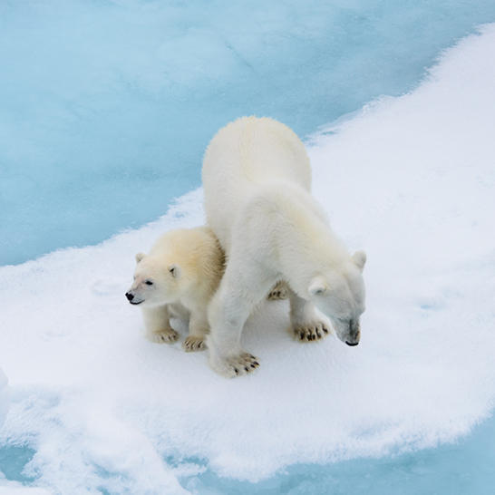 Zwei Eisbären gehen über das Eis in Spitzbergen.