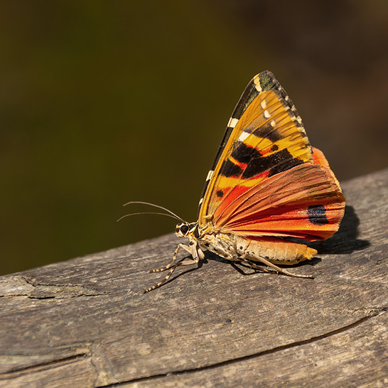 Papillon dans la Vallée des Papillons à Rhodes, aux ailes orange et noires, posé sur un morceau de bois.