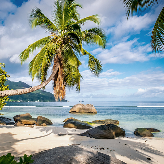 Strand auf den Seychellen mit Palmen und Felsen, umgeben von klarem Wasser und blauen Himmel.
