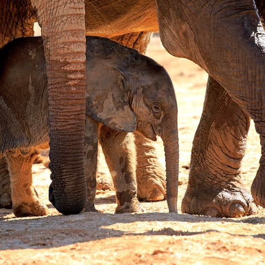 Elefantenbaby im Addo Elephant Park, geschützt zwischen erwachsenen Elefanten im trockenen Savannengebiet.