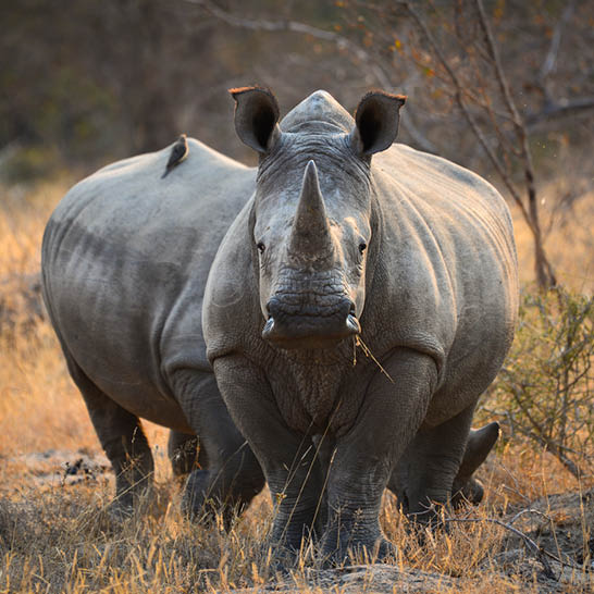 Zwei Nashörner im Kruger Nationalpark, stehend im trockenen Gras unter warmem Licht.