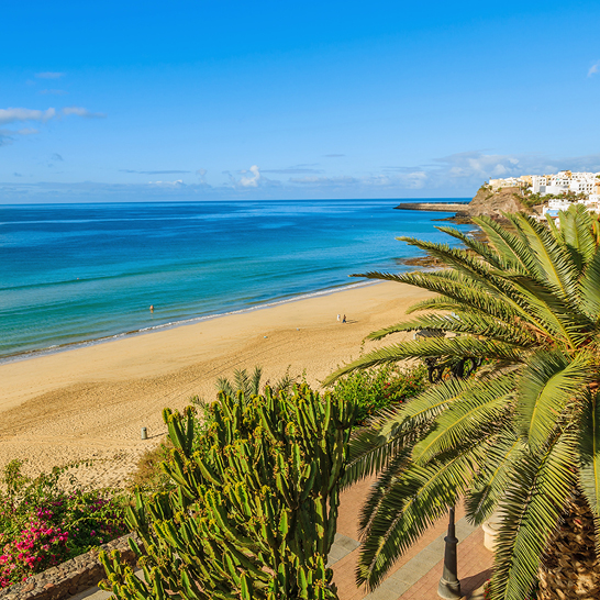 Fuerteventura : une plage ensoleillée avec un palmier et un ciel bleu limpide.