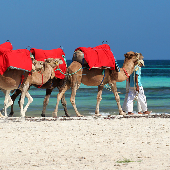 Chameaux de Djerba