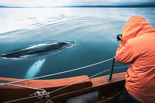 Tourist fotografiert aus dem Boot einen Wal. 