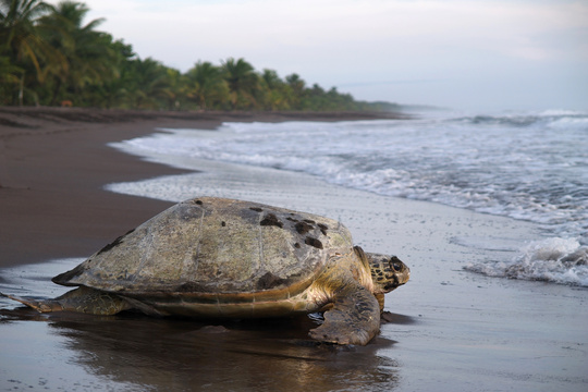 grosse Wasserschildkröte kriecht im Pacuare Reservat vom Strand zurück ins Meer. 