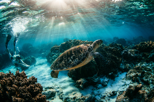 schwimmende Wasserschildkröte im Meer. Sonne durchläuchtet die Wasseroberfläche und lässt Schildkröte erstrahlen