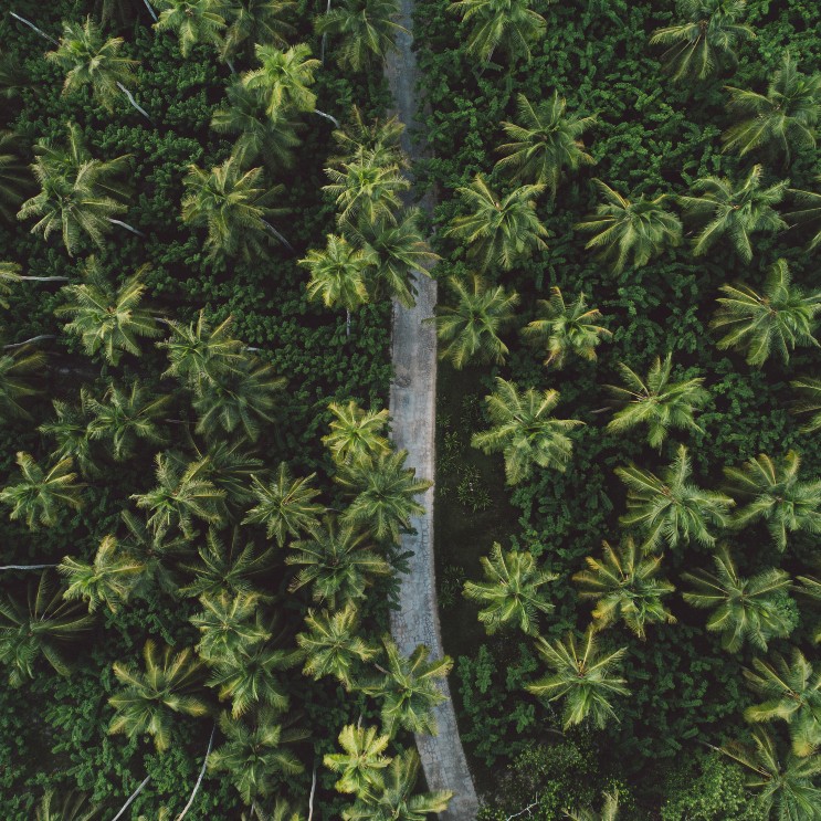 Luftperspektive eines Waldes aus Palmen in den Seychellen mit einem grauen Weg in der Mitte