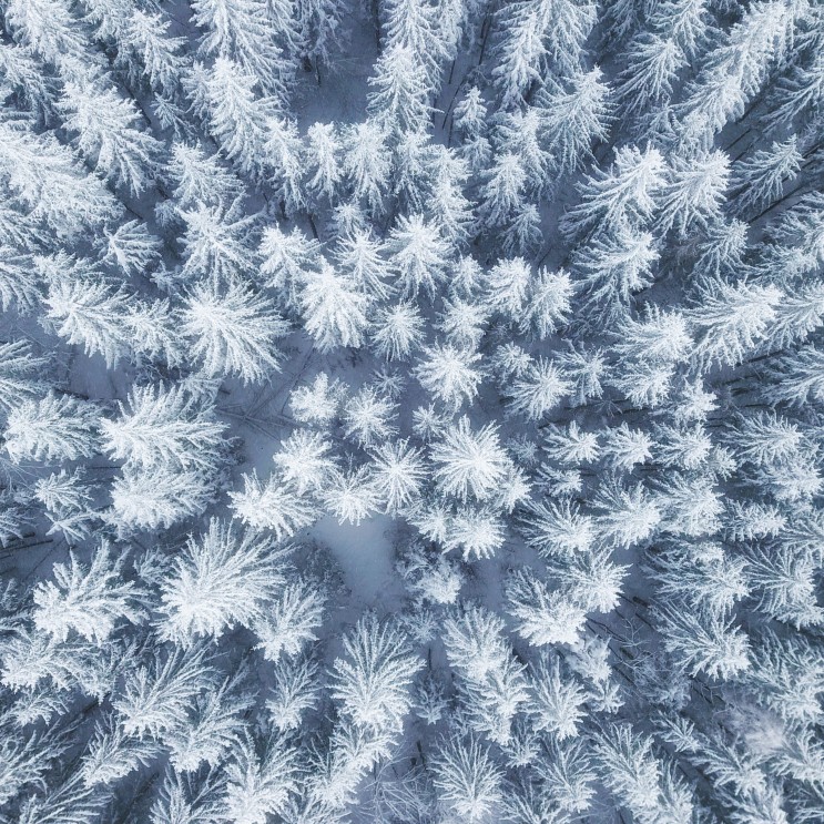 Luftperspektive über einem gefrorenen Wald