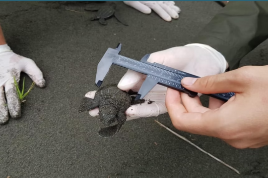 Forschern des Ecology Project International (EPI) messen die Körpergrösse der Baby Schildkröten. 