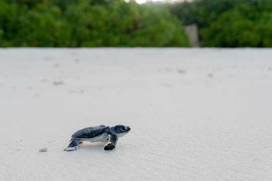 Baby Schildkröte kriecht das erste Mal durch den weissen Sandstrand ins Meer 